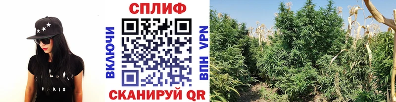 Амфетамин Курганинск